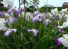 �Ԃ��傤��